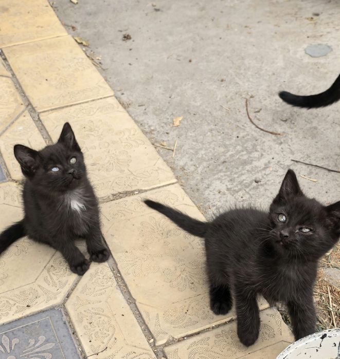 Отдам котят в добрые руки