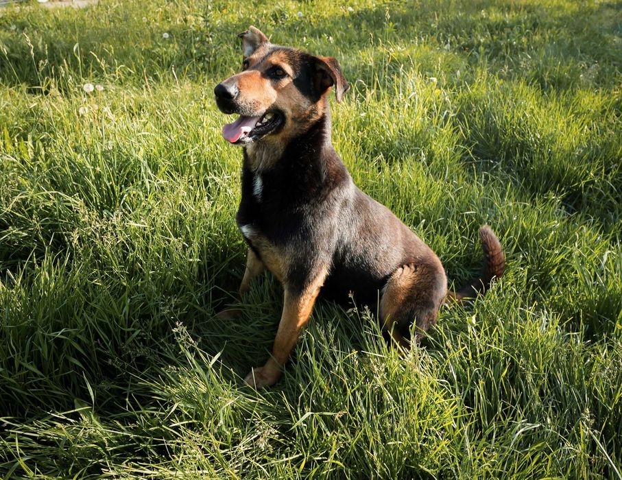 Maggie, pentru adoptie