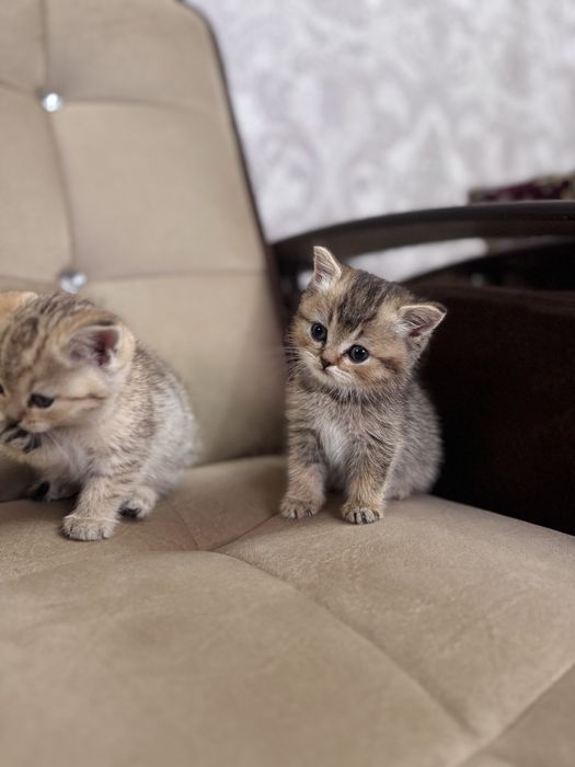 Продается золотая шиншила