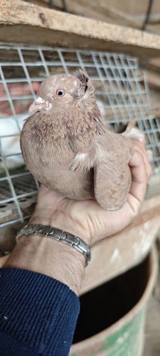 Продам голубей готовая пара