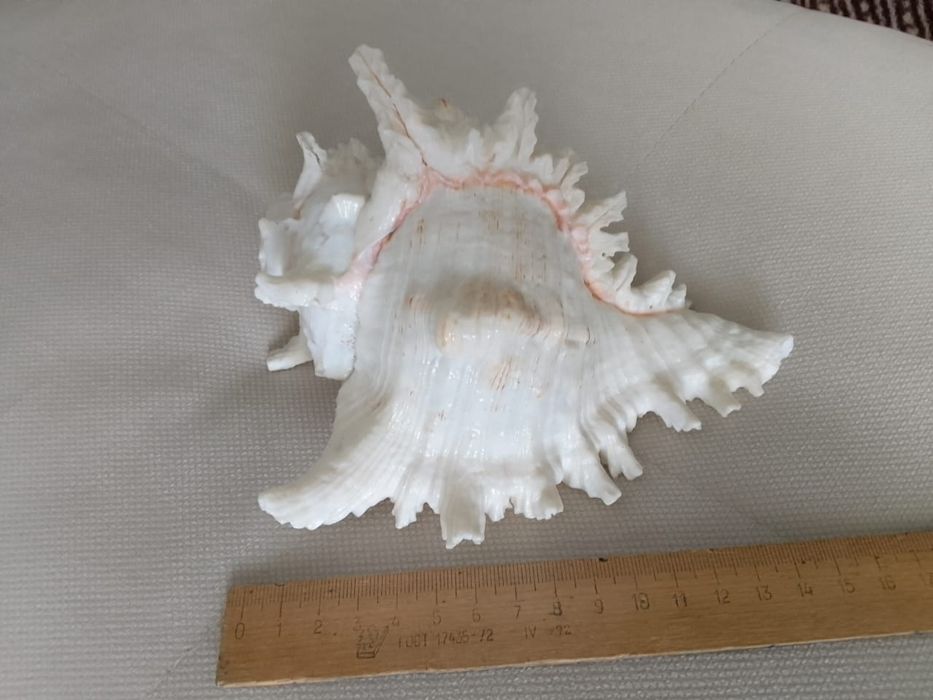 Продам ракушу с ГОА