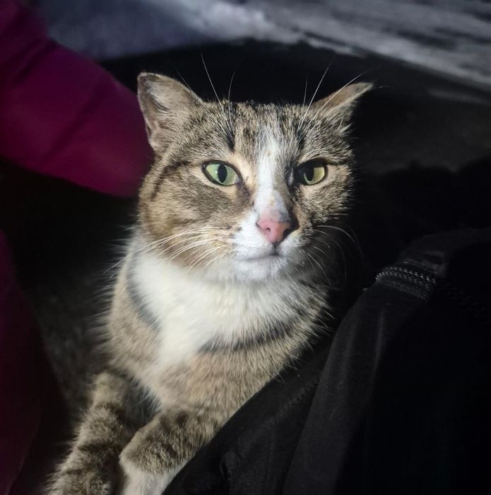 Чудесная кошечка в добрые руки