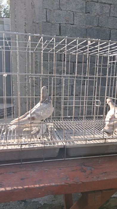 Продам Пара сиреневый.