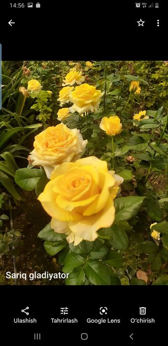 Braziliyalik porno: eri bilan xotini