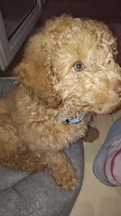 Мини той пуделче момче