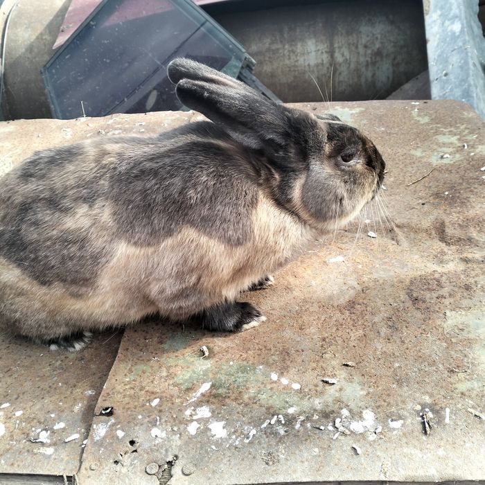 Продам карликового кролика