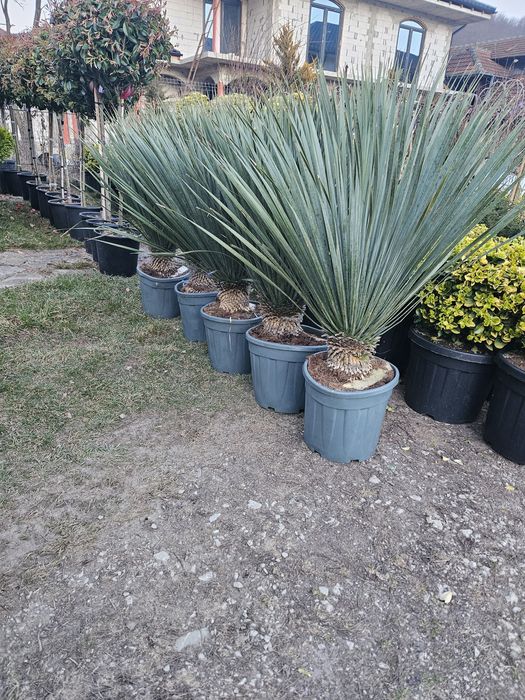 Palmieri tranchicarpinus yuca rostrata maslin