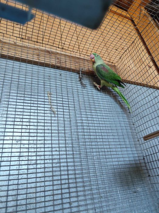 Micul și Marele Alexandru