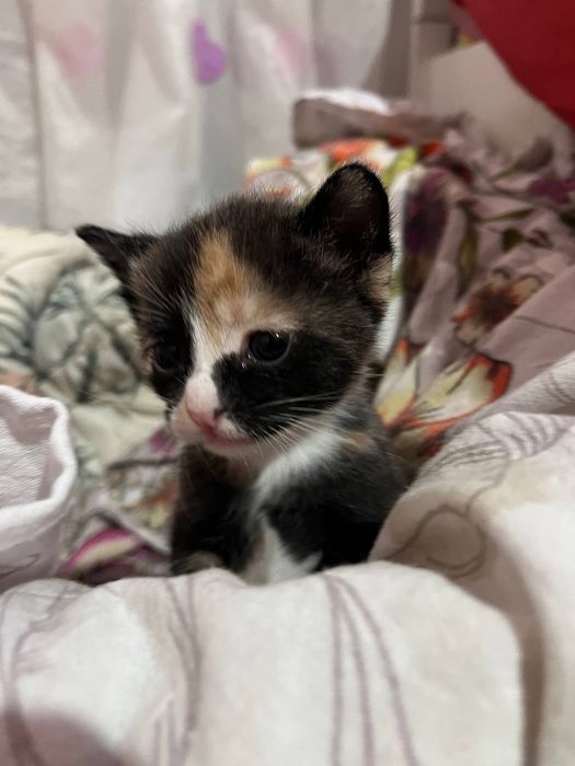 Раздаем котят даром в хорошие руки