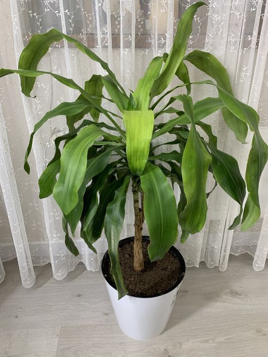 Драцена душистая(фрагранс)