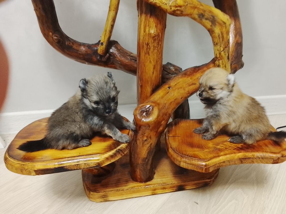 Щенки шпица 250000