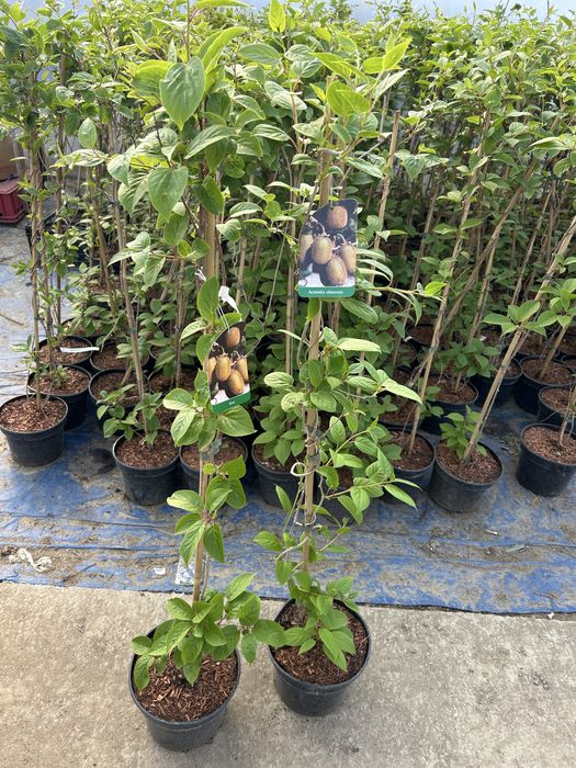 Kiwi (Actinidia chinensis) Aclimatizat