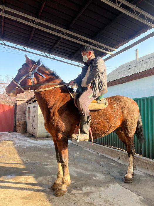 Айгыр сатылады. Продается жеребец.