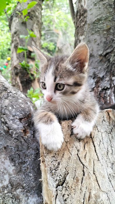 Котята бесплатно