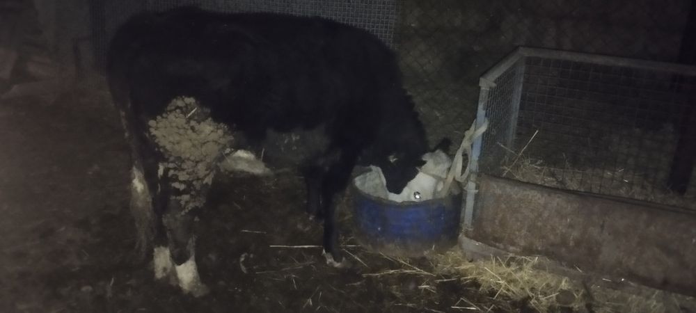 Семіз құнажын сатылады