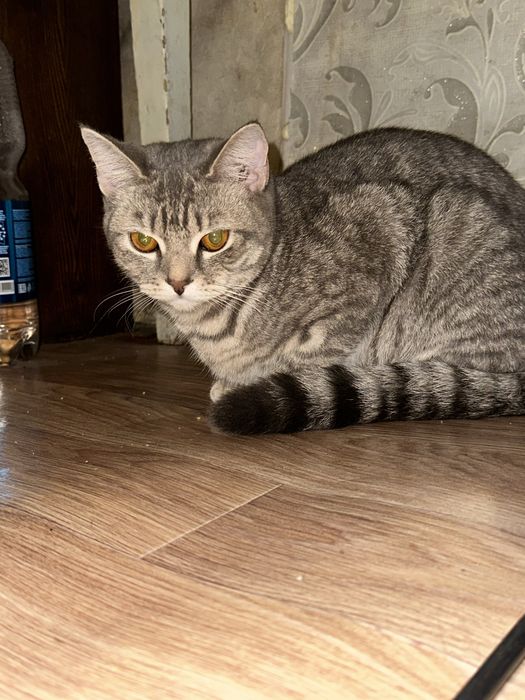 Отдам кошку  в добрые руки