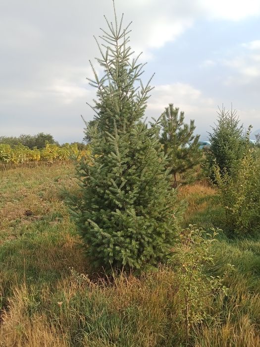 Пихта от 3 до 5метров