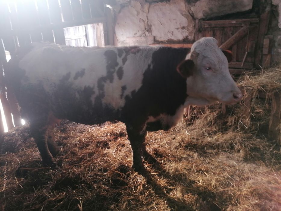 Vând  juni ca gestanta