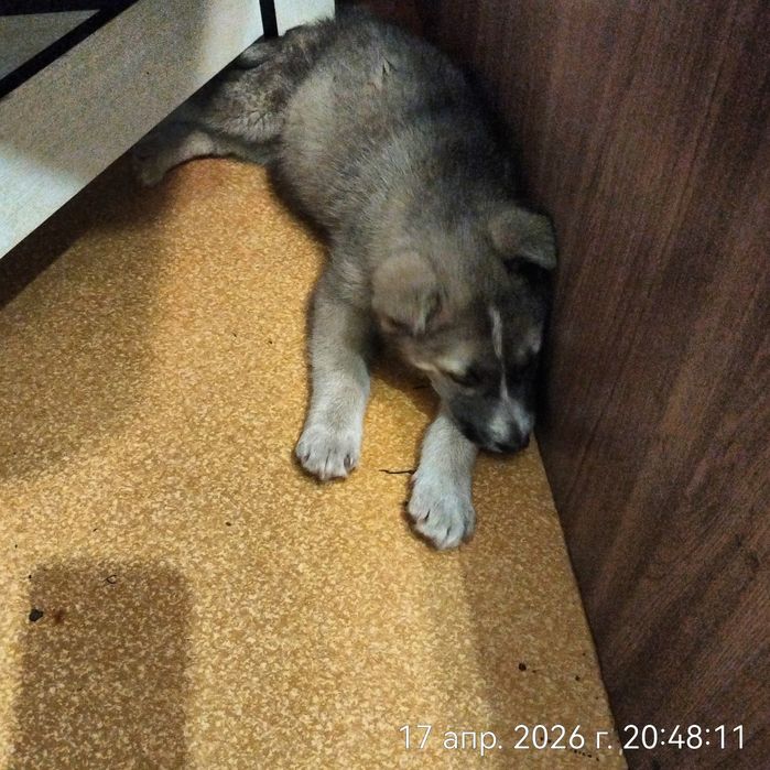 Щенок девочка в поисках дома