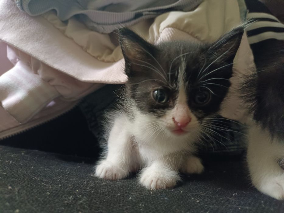 отдам маленьких котят