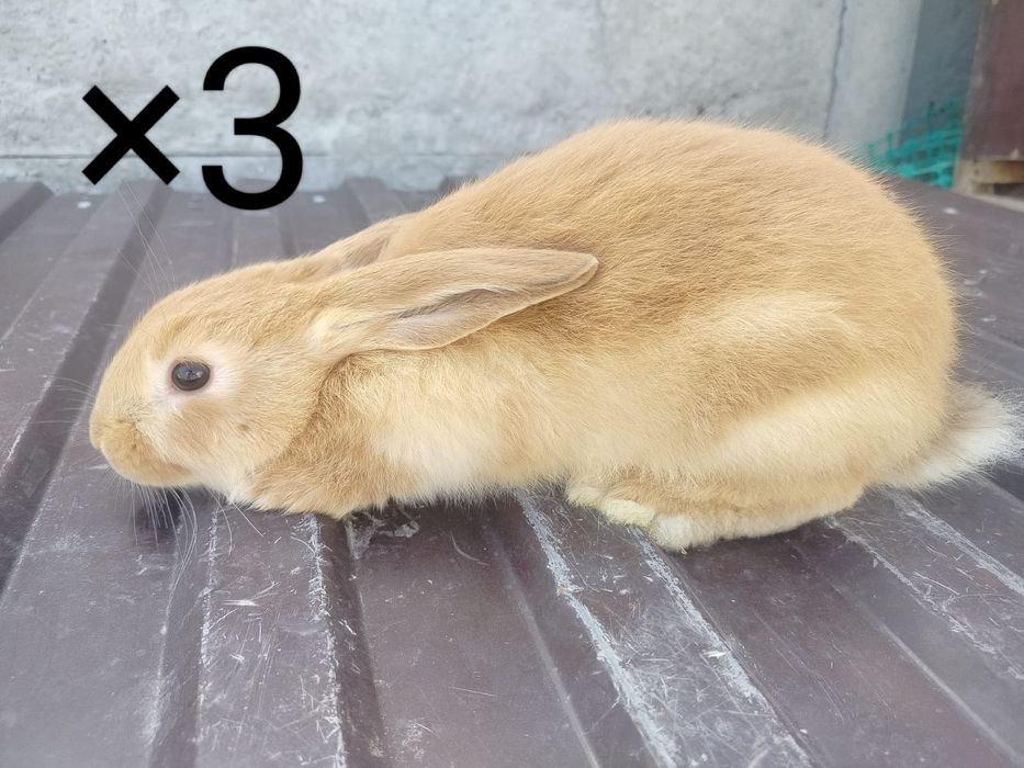 Көжектер 4 айлық