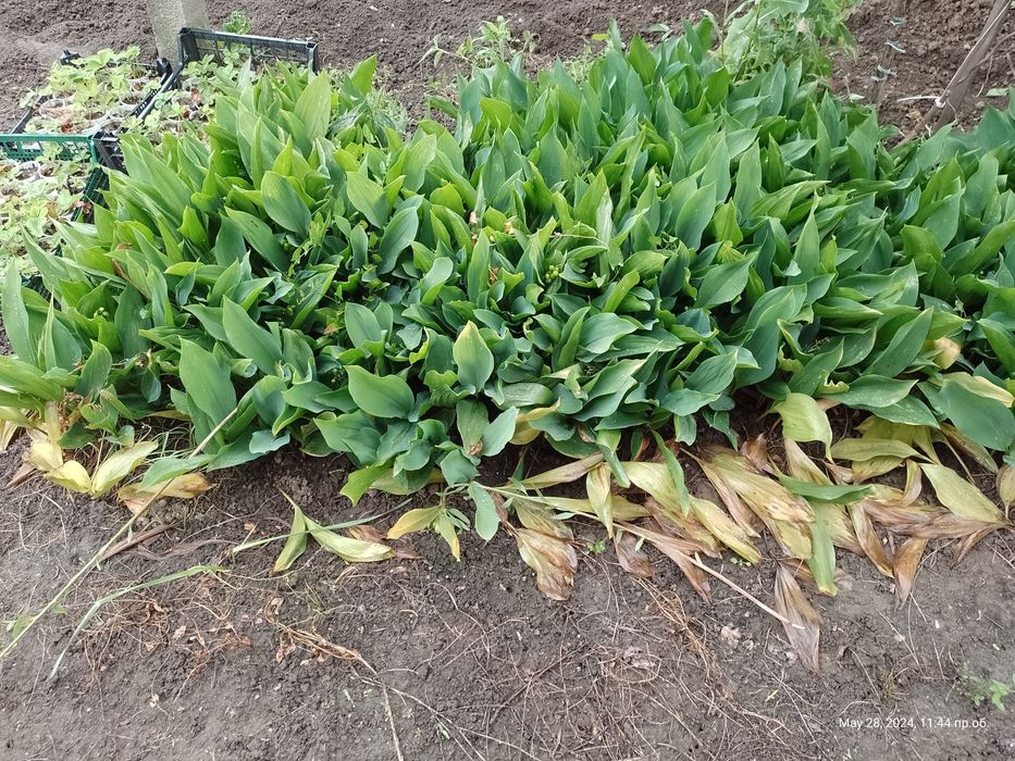 Алстромерия (розова, жълта и червена), момина сълза