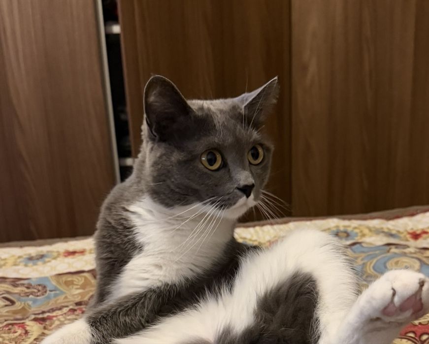 Пропал кот - Марс