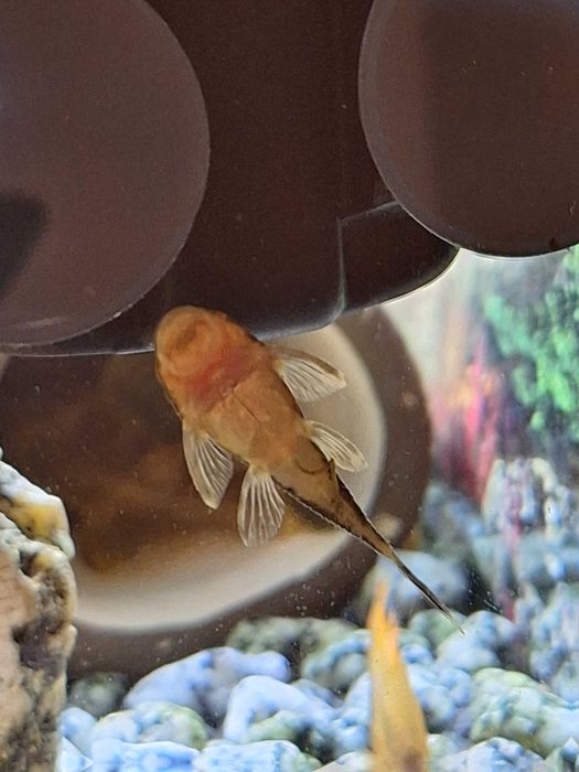 Сомче - Анциструс