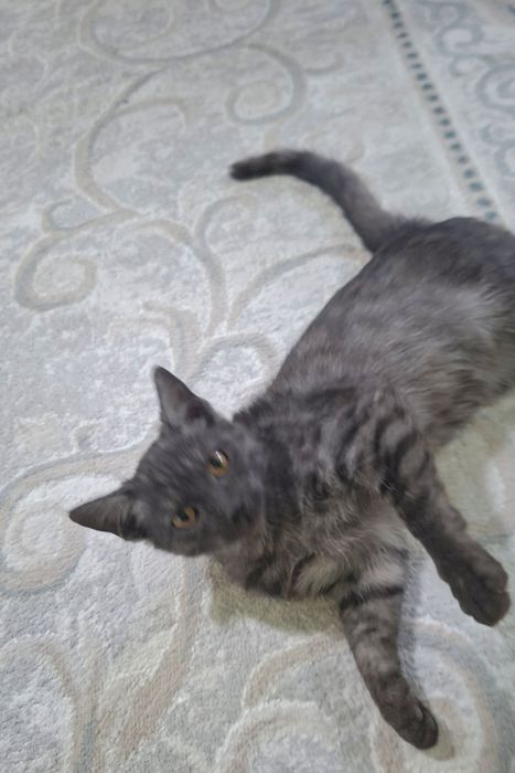 Котенок бесплатно
