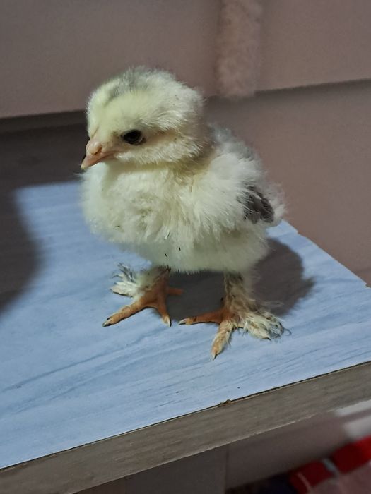 Vimd pui de rasă Boldesti-Scaeni • OLX.ro