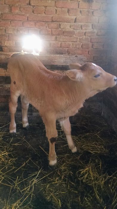 Vând 3 viței de monta