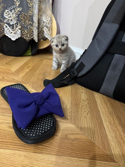 Шотландские котята