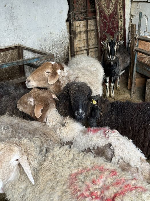 Продаются бараны на мясо