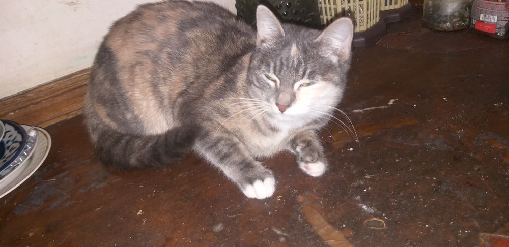 Светлые мушук боласи