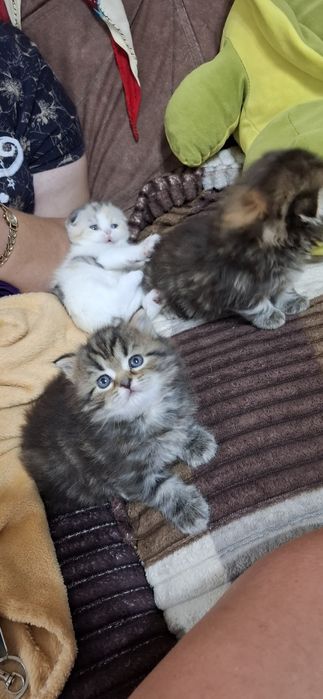 Настоящие шотландские котята