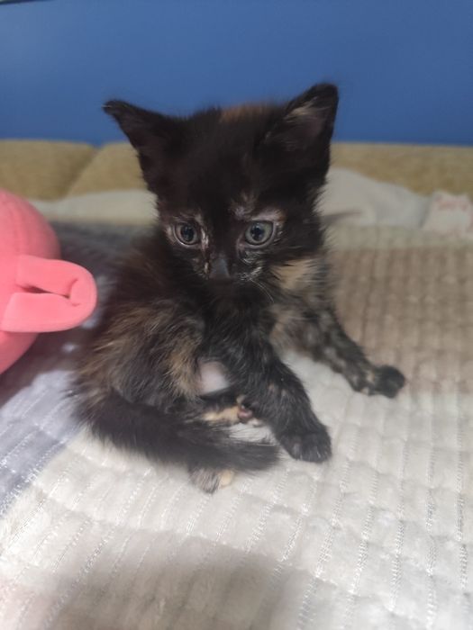 Котята британские