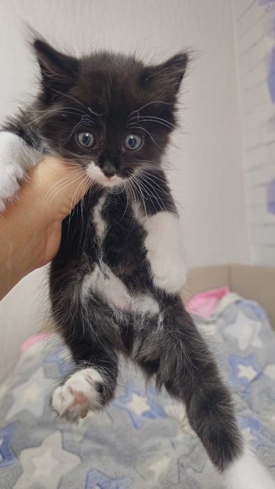 Котята ищут семью