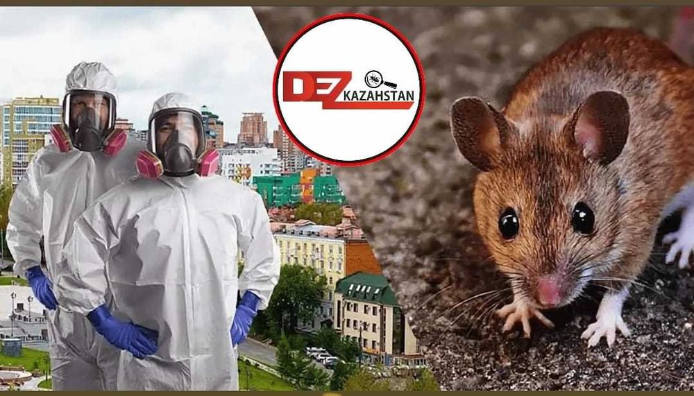 Истребление крыс мышей, Борьба с грызунами Дератизация Дезинфекция СЭС
