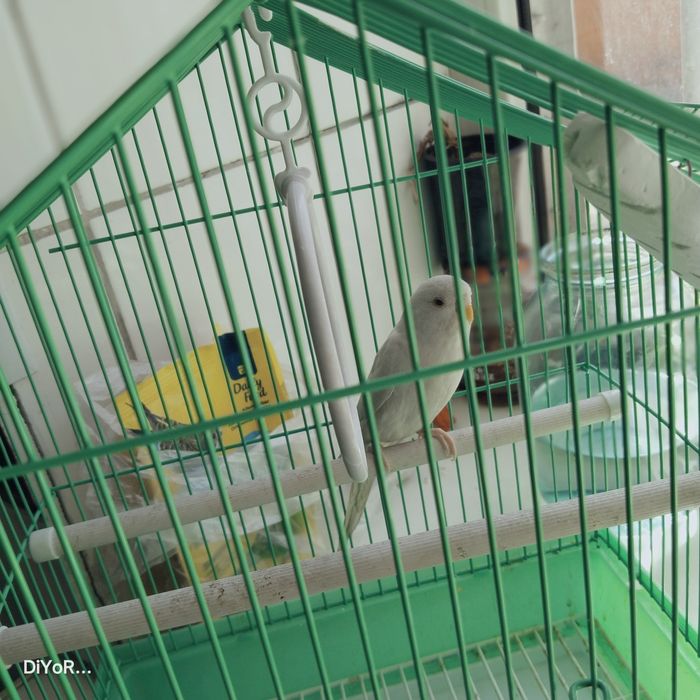 Продается попугай Кеша