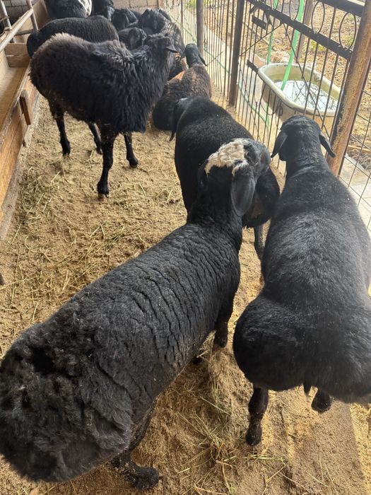 Qoʻshqorlar sotamiz qoylar qoʻylar