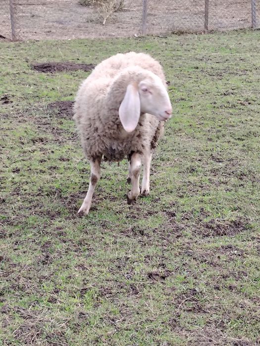 Vînd doua oi și un berbec