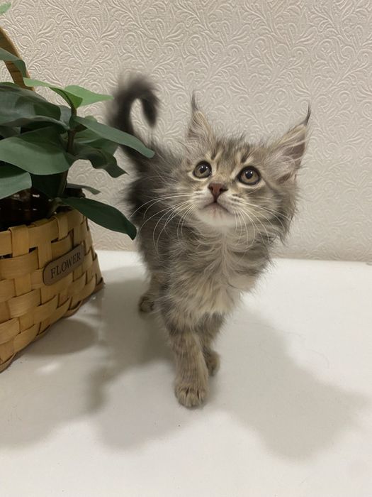 Продаем домашних котят,вакцинированые в надёжные, любищие руки