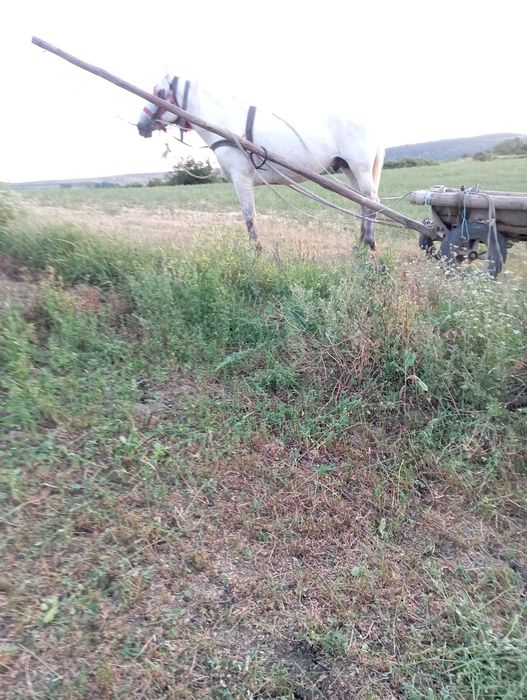 Armăsar de vânzare