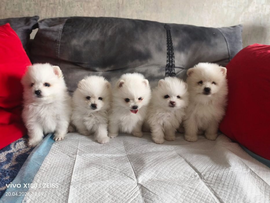 Очаровательные щенки шпица.