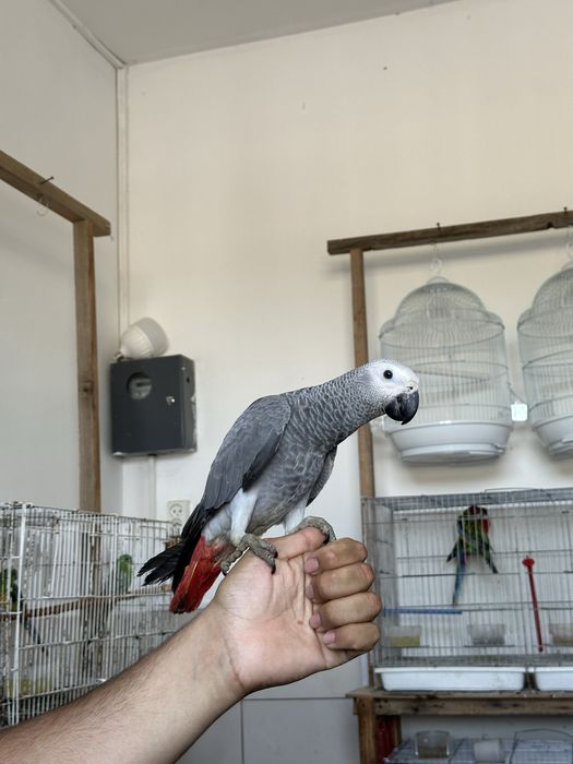 Продам попугая жако 550 К