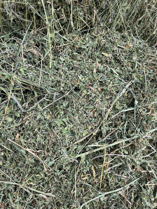 Baloti lucerna rotunzi