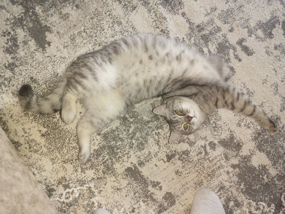 Продаётся кот. Цена договорная.