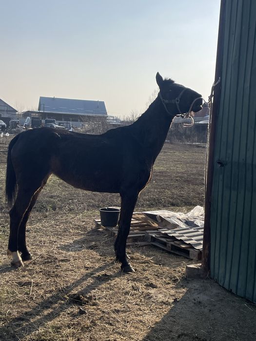 Продам кабылу с жиребенком