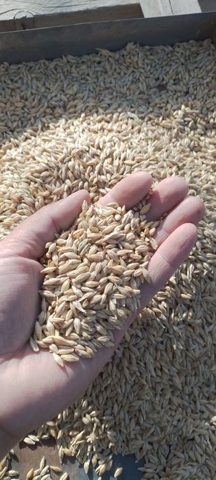 Сербия арпаси уруглик. 50 60 центнер хосил беради ётиб колмайди Бухоро