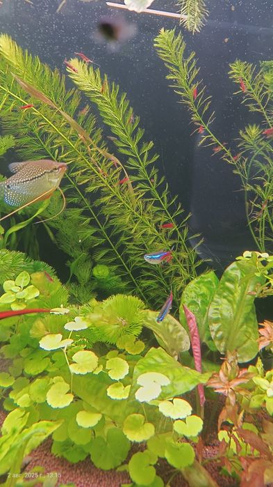 Аквариумные креветки